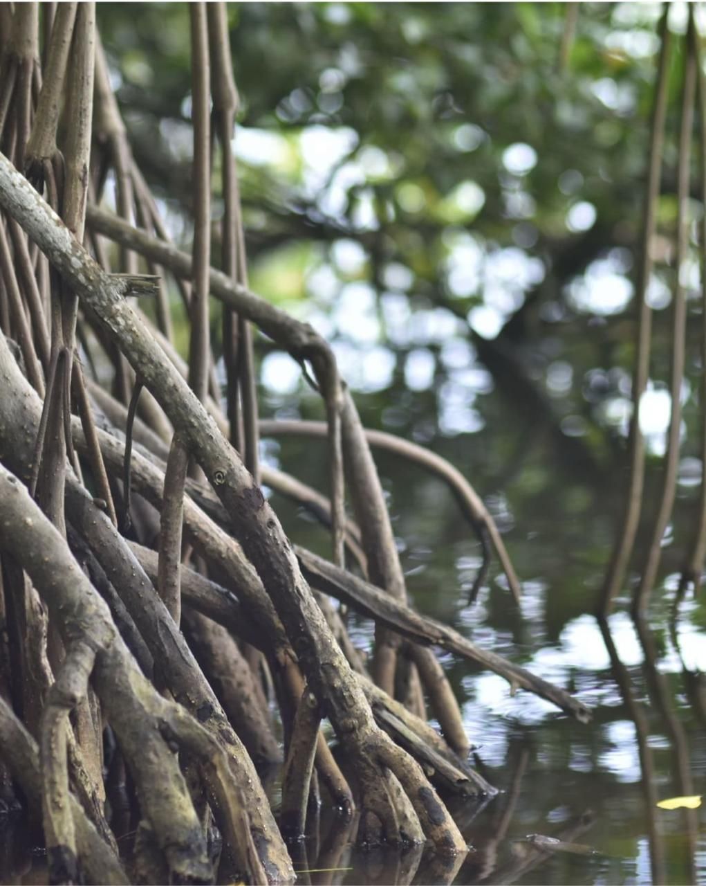 Conmemoración Día Internacional de la Defensa del Manglar